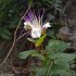 Capparis orientalis - fleur
