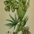 Helleborus foetidus - wikimedia commons