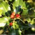 Ilex aquifolium - fruits