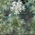 Echinophora spinosa - inflorescence