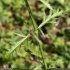 Verbena officinalis - feuilles
