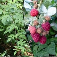 Framboisier, Rubus idaeus