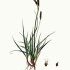 Carex flacca - wikimedia commons