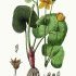 Caltha palustris - wikimedia commons