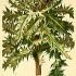 Cirsium spinosissimum - wikimedia commons