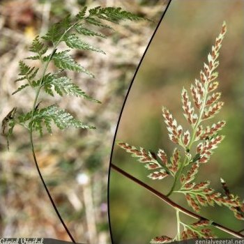 Doradille des ânes, Asplenium onopteris
