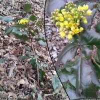 Mahonia faux houx , Berberis aquifolium