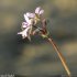 Erodium cicutarium - inflorescence