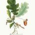 Quercus robur - wikimedia commons