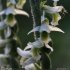 Spiranthes spiralis - fleur