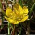 Eranthis hyemalis - fleur
