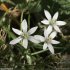 Ornithogalum orthophyllum - fleurs