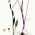 Ranunculus flammula - wikimedia commons