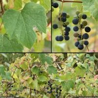 Vigne des bois, Vitis vinifera s. sylvestris