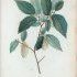 Ostrya carpinifolia - wikimedia commons