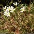 Saxifraga fragosoi - inflorescence
