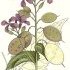 Lunaria annua - wikimedia commons