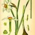 Narcissus poeticus - wikimedia commons