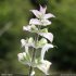 Salvia sclarea - bractées de l'inflorescence