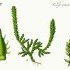 Selaginella selaginoides - wikimedia commons