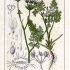 Orlaya grandiflora - wikimedia commons