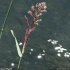 Phalaris arundinacea - inflorescence