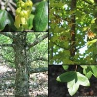 Érable de Montpellier, Acer monspessulanum