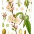 Prunus dulcis - wikimedia commons
