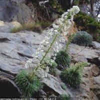 Saxifrage à longues feuilles, Saxifraga longifolia