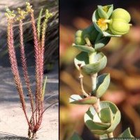 Euphorbe des sables, Euphorbia paralias