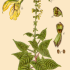 Salvia glutinosa - wikimedia commons