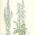 Anarrhinum bellidifolium - wikimedia commons