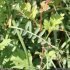 Vicia cracca - feuille