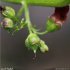 Scrophularia auriculata - fruit