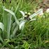 Gnaphalium hoppeanum - inflorescence