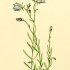 Campanula rotundifolia - wikimedia commons