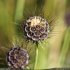 Scabiosa columbaria - fruit