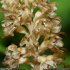 Neottia nidus-avis - fleur