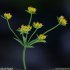 Bupleurum falcatum - inflorescence