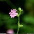 Silene dioica - fleur mâle