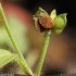 Ranunculus parviflorus - fruits
