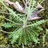 Arabidopsis arenosa s. borbasii - feuilles en rosette