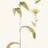 Crepis pyrenaica - wikimedia commons