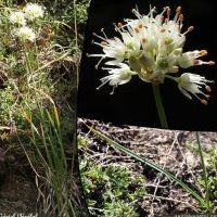 Ail des bruyères, Allium ericetorum