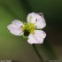 Alisma plantago-aquatica - fleur