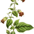 Atropa belladonna - wikimedia commons
