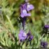 Linaria alpina - fleur