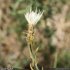 Centaurea diffusa - inflorescence