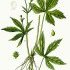 Ranunculus aconitifolius - wikimedia commons