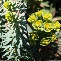 Euphorbe des moissons, Euphorbia segetalis s. segetalis